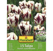 Blumenzwiebel-Vorteilspack Tulpen Grand Perfection 15 Stk.-thumb-0