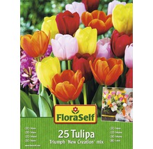 Blumenzwiebel-Vorteilspack Tulpen New Creation Mischung 25 Stk.-thumb-0