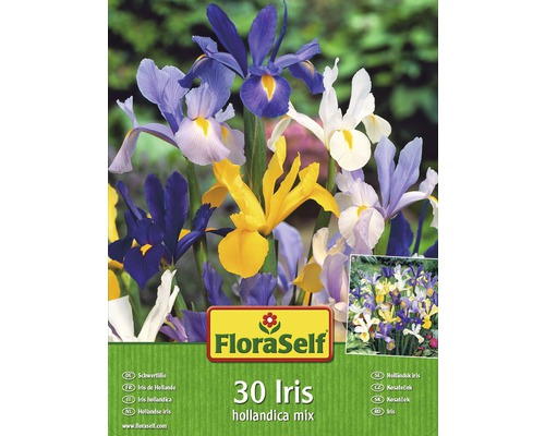 Blumenzwiebel-Vorteilspack Iris Hollandica Mischung 30 Stk.-0