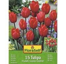 Blumenzwiebel-Vorteilspack Tulpen Couleur Cardinal 15 Stk.-thumb-0