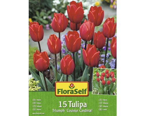 Blumenzwiebel-Vorteilspack Tulpen Couleur Cardinal 15 Stk.-0