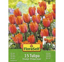 Blumenzwiebel-Vorteilspack Tulpen Prinses Irene 15 Stk.-thumb-0