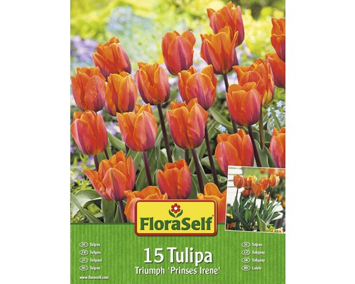 Blumenzwiebel-Vorteilspack Tulpen Prinses Irene 15 Stk.-0