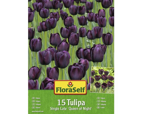 Blumenzwiebel-Vorteilspack Tulpen Queen of Night 15 Stk.-0