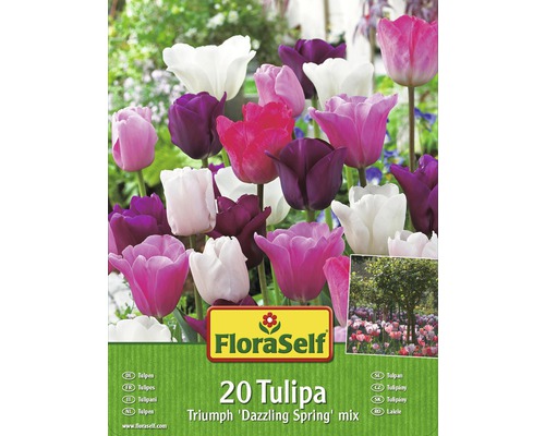 Blumenzwiebel-Vorteilspack Tulpen Dazzling Spring Mischung 20 Stk.-0