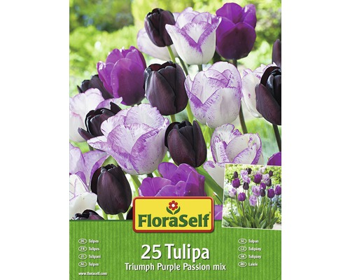 Blumenzwiebel-Vorteilspack Tulpen Purple Passion Mischung 25 Stk.-0