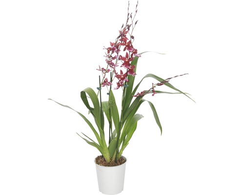 Cambria-Orchidee FloraSelf Cambira 'Barocco' H 45-60 cm Ø 12 cm Topf 4 Rispen