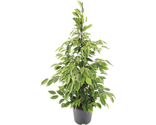 Birkenfeige FloraSelf Ficus benjamina 'Anastacia' H 80-100 cm Ø 21 cm Topf