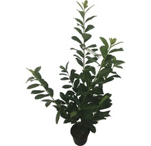 35 x Kirschlorbeer, Lorbeerkirsche FloraSelf Prunus laurocerasus 'Caucasica' H 40-60 cm Co 3 L für ca. 12 m Hecke-thumb-1