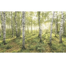 Fototapete Vlies Stefan Hefele Ed. 1 Birch Trees 4-tlg. 400 x 250 cm-thumb-0