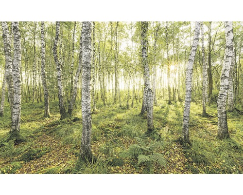 Fototapete Vlies Stefan Hefele Ed. 1 Birch Trees 4-tlg. 400 x 250 cm-0