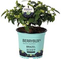 Heidelbeere, Blaubeeren Vaccinium BrazelBerry ® 'Berry Bux' ® H 10-12 cm Co 0,35 L (6 Stk.)