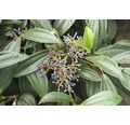 Immergrüner Kissenschneeball FloraSelf Viburnum davidii H 40-50 cm CO 6 L