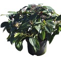 Immergrüner Kissenschneeball FloraSelf Viburnum davidii H 40-50 cm CO 6 L