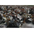 Samthortensie, Fellhortensie FloraSelf Hydrangea aspera 'Plum Passion' H 40-60 cm Co 6 L