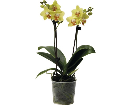 Schmetterlingsorchidee FloraSelf Phalaenopsis multiflora H 35-45 cm Ø 9 cm Topf gelb