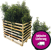 25 x Portugiesischer Kirschlorbeer FloraSelf Prunus lusitanica 'Angustifolia' H 80-100 cm Co 10 L für 10 m Hecke-thumb-0