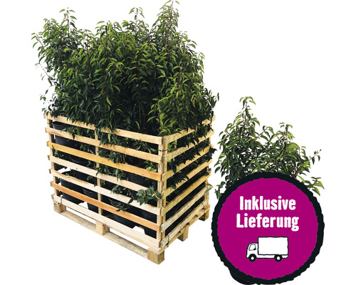25 x Portugiesischer Kirschlorbeer FloraSelf Prunus lusitanica 'Angustifolia' H 80-100 cm Co 10 L für 10 m Hecke-0