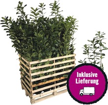 35 x Kirschlorbeer, Lorbeerkirsche FloraSelf Prunus laurocerasus 'Caucasica' H 60-80 cm ClickCo für ca. 12 m Hecke-thumb-0