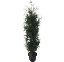 12 x Lebensbaum FloraSelf Thuja occidentalis 'Brabant' H 150-175 cm im Co 12 L für ca. 6 m Hecke-thumb-2