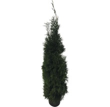Lebensbaum FloraSelf Thuja occidentalis 'Smaragd' H 175-200 cm Co 15 L Topfgedrückt-thumb-1
