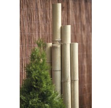 Bambusrohr Ø 7-8 cm Länge 200 cm-thumb-3