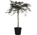 Dunkelroter Schlitzahorn Acer palmatum dissectum 'Garnet' H 60-70 cm Co 30 L