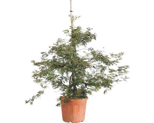 Grüner Schlitzahorn FloraSelf Acer palmatum 'Dissectum Viridis' H 125-150 cm Co 35 L