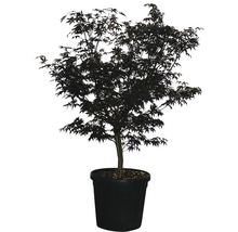 Fächerahorn Acer palmatum 'Fireglow' H 125-150 cm Co 35 L-thumb-0