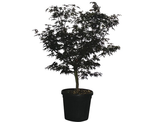 Fächerahorn Acer palmatum 'Fireglow' H 125-150 cm Co 35 L