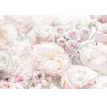 Fototapete Papier 8-976 Spring Roses 8-tlg. 368 x 254 cm-thumb-0