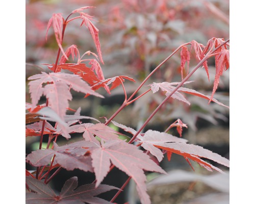 Roter Fächer-Ahorn FloraSelf Acer palmatum "Atropurpureum" H 80-100 cm Co 10 L