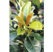 Kirschlorbeer FloraSelf Prunus laurocerasus "Etna"® H 60-80 cm Co 10 L-thumb-0