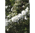 Weiße Rispenspiere FloraSelf Spiraea cinerea "Grefsheim" H 80-100 cm Co 10 L