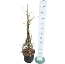 Perlmuttstrauch FloraSelf Kolkwitzia amabilis H 80-100 cm Co 10 L-thumb-1