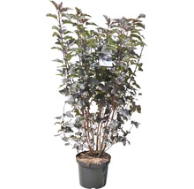 Blasenspiere FloraSelf Physocarpus opulifolius "Diabolo"® H 80-100 cm Co 10 L-thumb-1