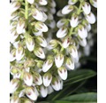 Schattenglöckchen FloraSelf Pieris japonica "Debutante" H 40-50 cm Co 6 L