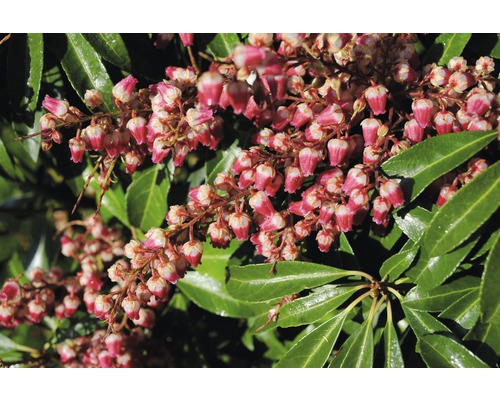 Schattenglöckchen FloraSelf Pieris japonica "Katsura"® H 40-50 cm Co 6 L