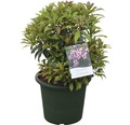 Schattenglöckchen FloraSelf Pieris japonica "Katsura"® H 40-50 cm Co 6 L