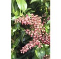 Schattenglöckchen FloraSelf Pieris japonica "Passion"® H 40-50 cm Co 6 L