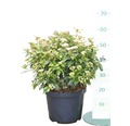 Mittelmeer - Schneeball FloraSelf Viburnum tinus H 50-60 cm Co 10 L