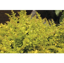 Zwergberberitze FloraSelf Berberis thunbergii "Sunsation"® H 50-60 cm Co 15 L-thumb-0
