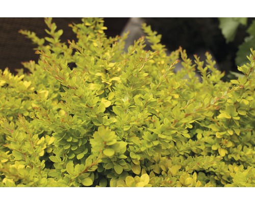 Zwergberberitze FloraSelf Berberis thunbergii "Sunsation"® H 50-60 cm Co 15 L-0
