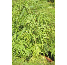 grüner Schlitzahorn FloraSelf Acer palmatum 'Dissectum Viridis' H 80-100 cm Co 10 L-thumb-0