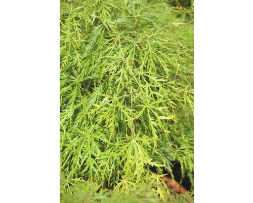 grüner Schlitzahorn FloraSelf Acer palmatum 'Dissectum Viridis' H 80-100 cm Co 10 L-0