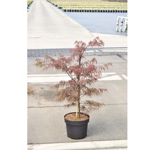 roter Schlitzahorn FloraSelf Acer palmatum 'Dissectum Garnet' H 80-100 cm Co 10 L-thumb-1