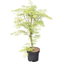 grüner Schlitzahorn FloraSelf Acer palmatum 'Dissectum Viridis' H 80-100 cm Co 10 L-thumb-1