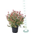 Zwerg-Glanzmispel FloraSelf Photinia fraseri 'Little Red Robin'® H 50-60 cm Co 15 L