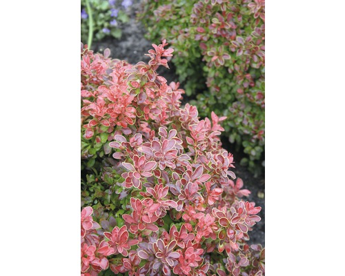 Zwergberberitze FloraSelf Berberis thunbergii "Admiration"® H 40-50 cm Co 15 L