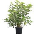 Rispen-Hortensie FloraSelf Hydrangea paniculata 'Wim´s Red'® H 100-125 cm Co 18 L
